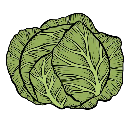 cabbage