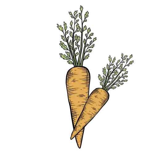 carrot
